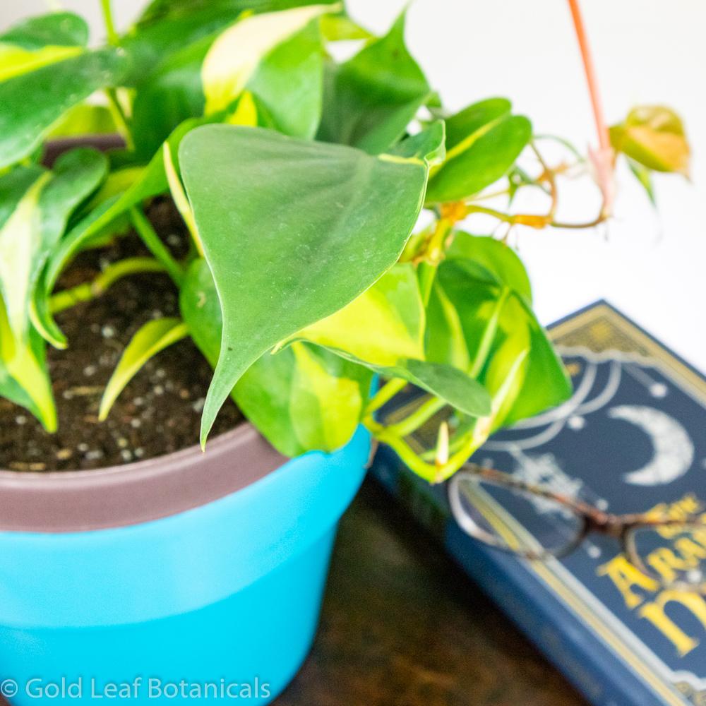 Brazilian Philodendron - Gold Leaf Botanicals