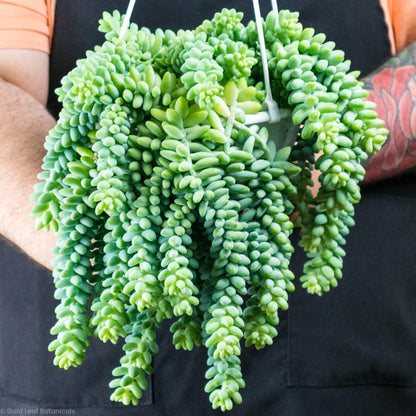 Burro's Tail