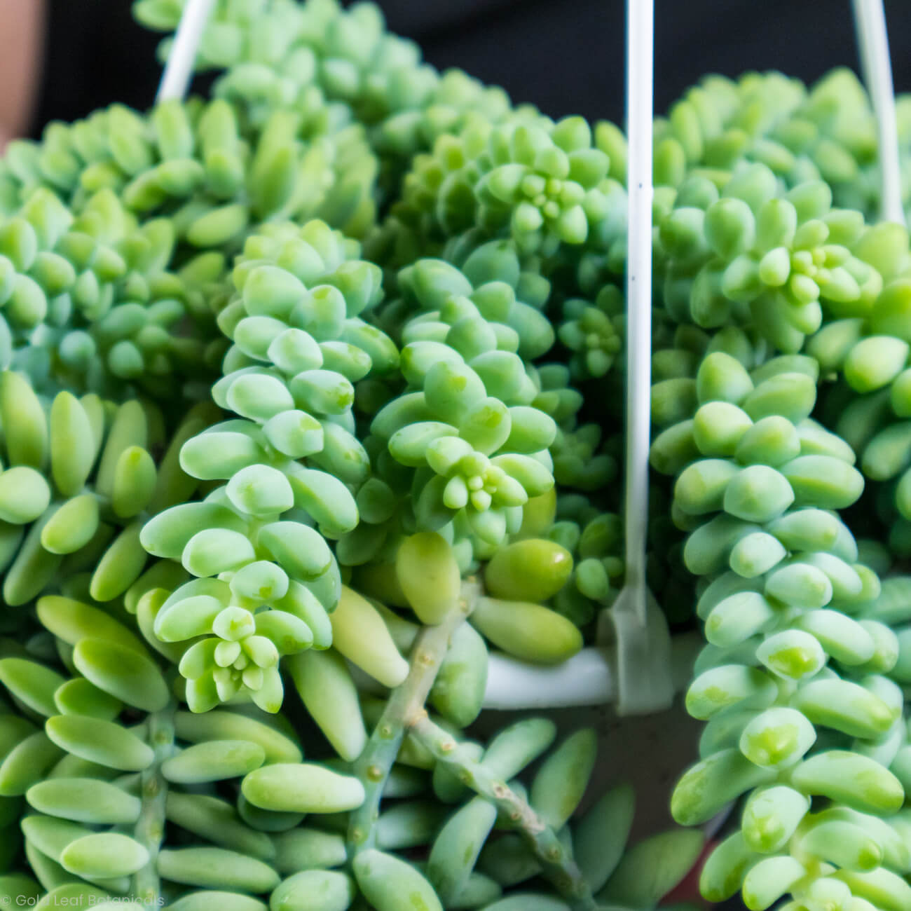 Burro's Tail