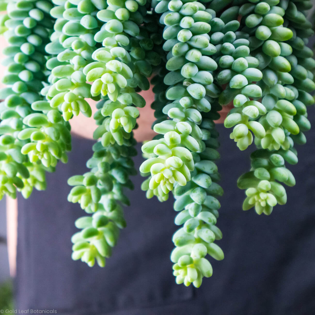 Burro's Tail