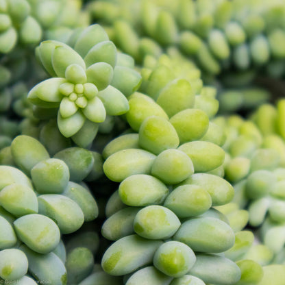 Burro's Tail