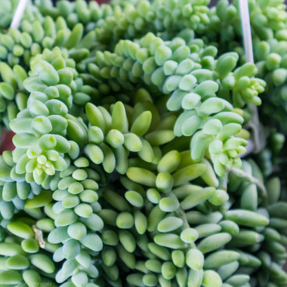 Burro's Tail