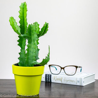 Euphorbia Cactus - Gold Leaf Botanicals