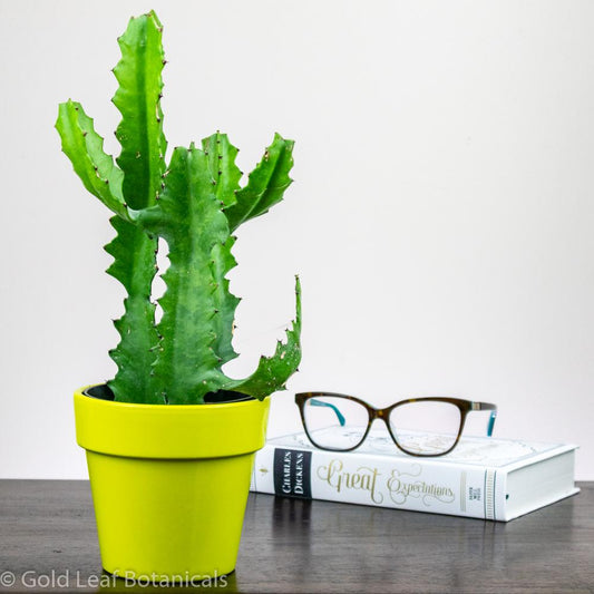 Euphorbia Cactus - Gold Leaf Botanicals