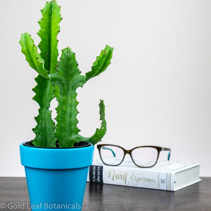 Euphorbia Cactus - Gold Leaf Botanicals