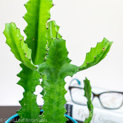 Euphorbia Cactus - Gold Leaf Botanicals