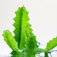 Euphorbia Cactus - Gold Leaf Botanicals