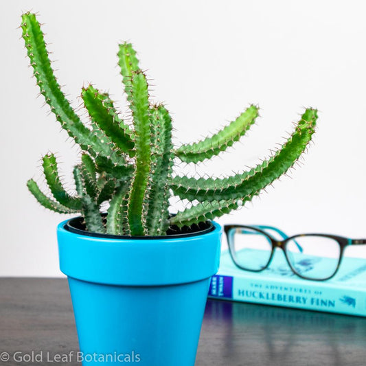 Euphorbia Cactus 2 - Gold Leaf Botanicals