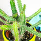 Euphorbia Cactus 2 - Gold Leaf Botanicals