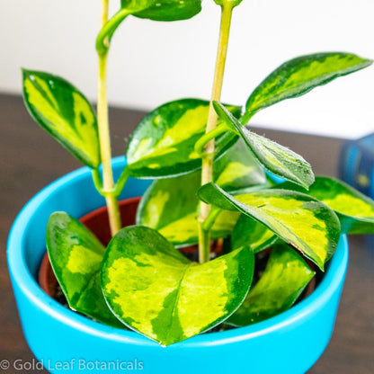 buy a Hoya Australis Lisa