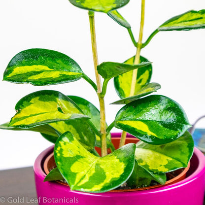 Hoya Australis Lisa sun requirements