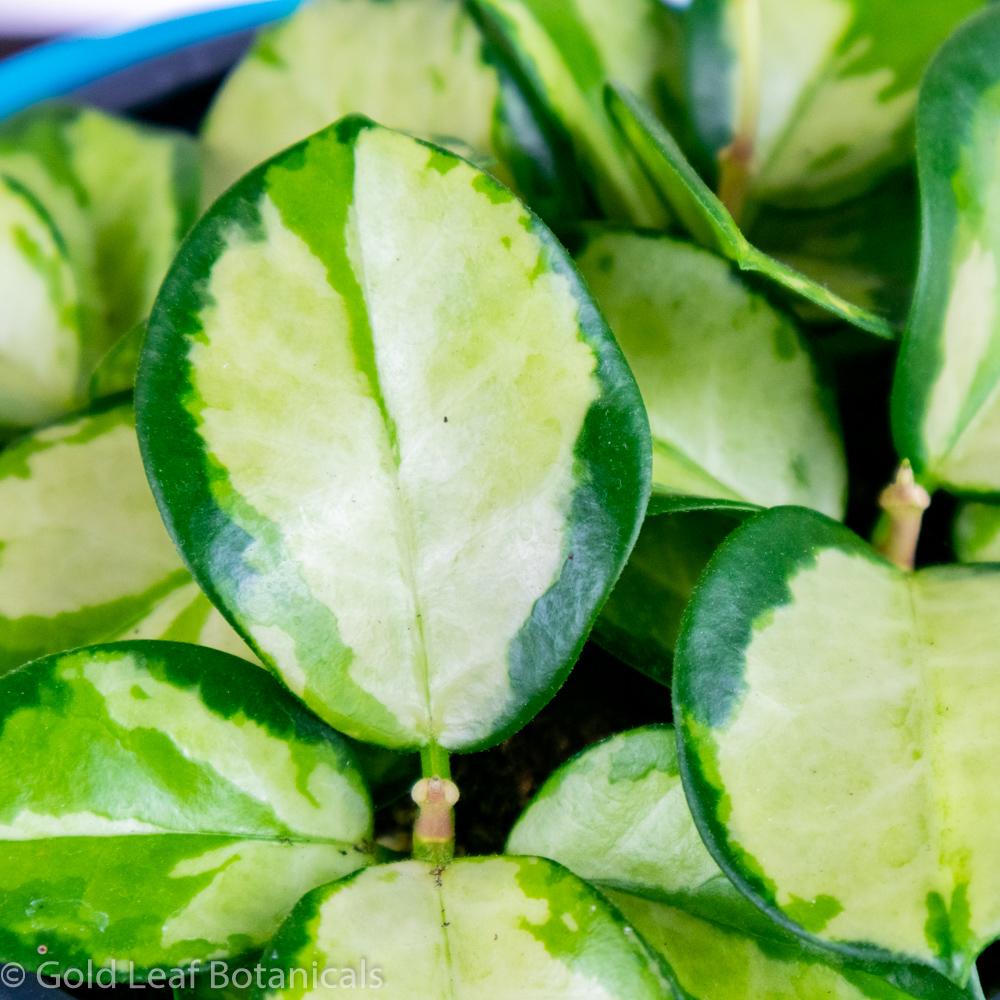 Hoya Australis Lisa how much water