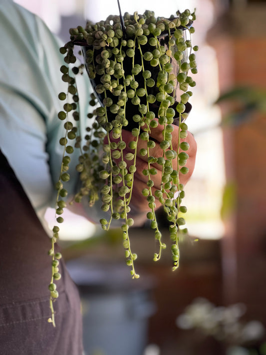 Variegated String of Pearls