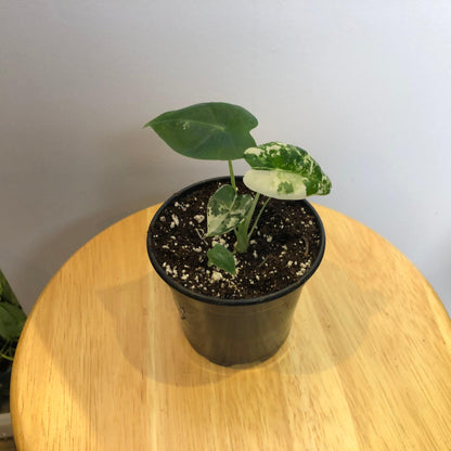 Alocasia Frydek Variegated Care