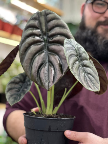 Alocasia Cuprea