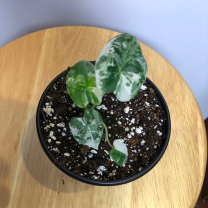 Alocasia Frydek Variegated Sun