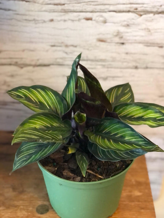 Calathea Beauty Star Care