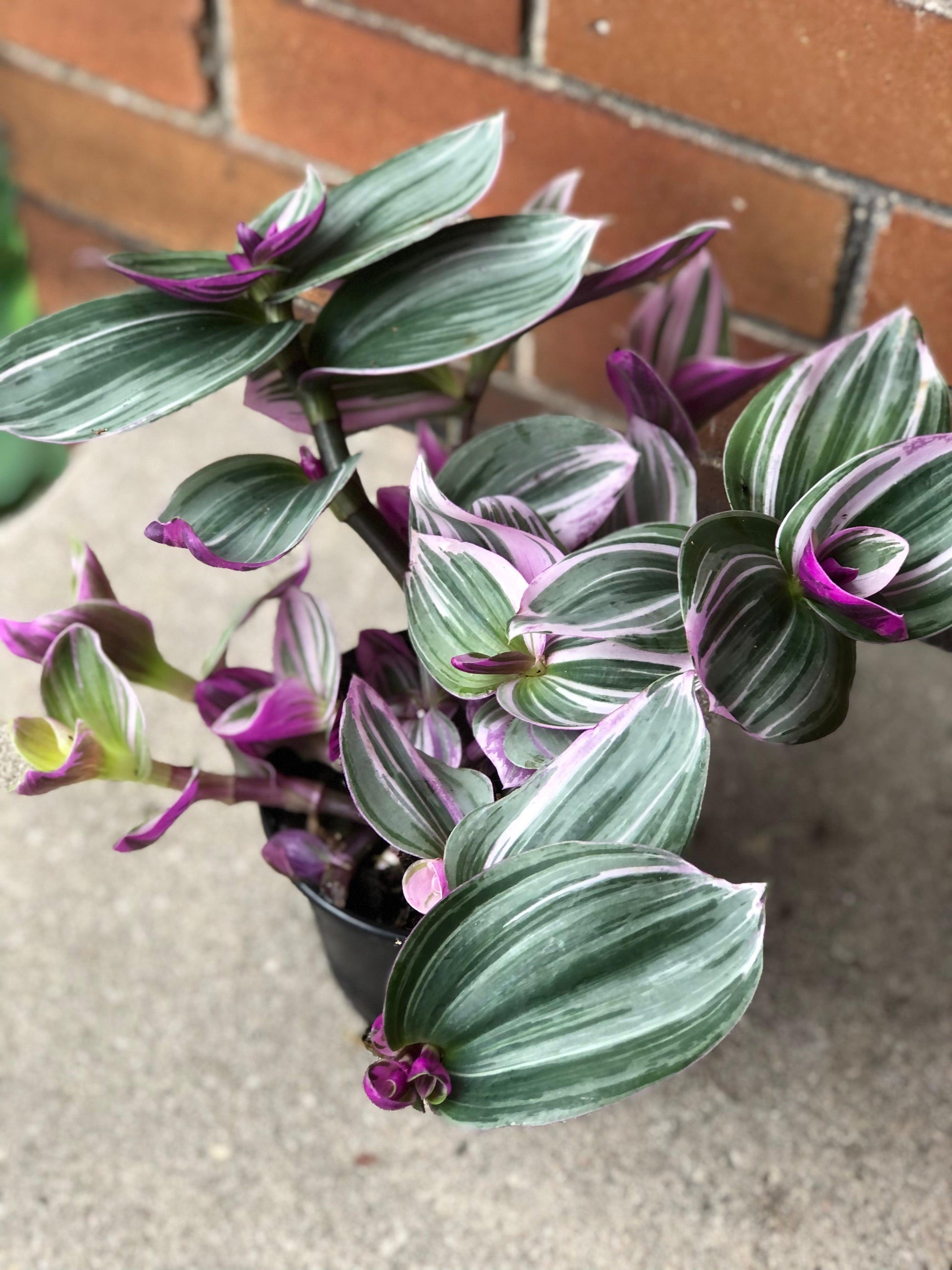 Tradescantia Nanouk Propagation