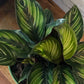 Buy Calathea Beauty Star