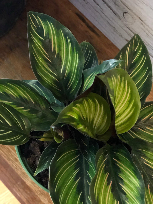 Calathea Beauty Star Care