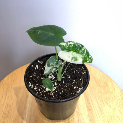 Alocasia Frydek Variegated Water