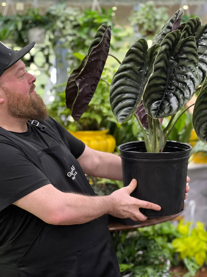 Alocasia Cuprea