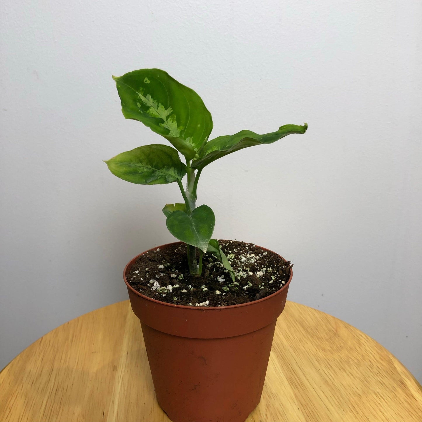 Aglaonema Pictum Tricolor Care