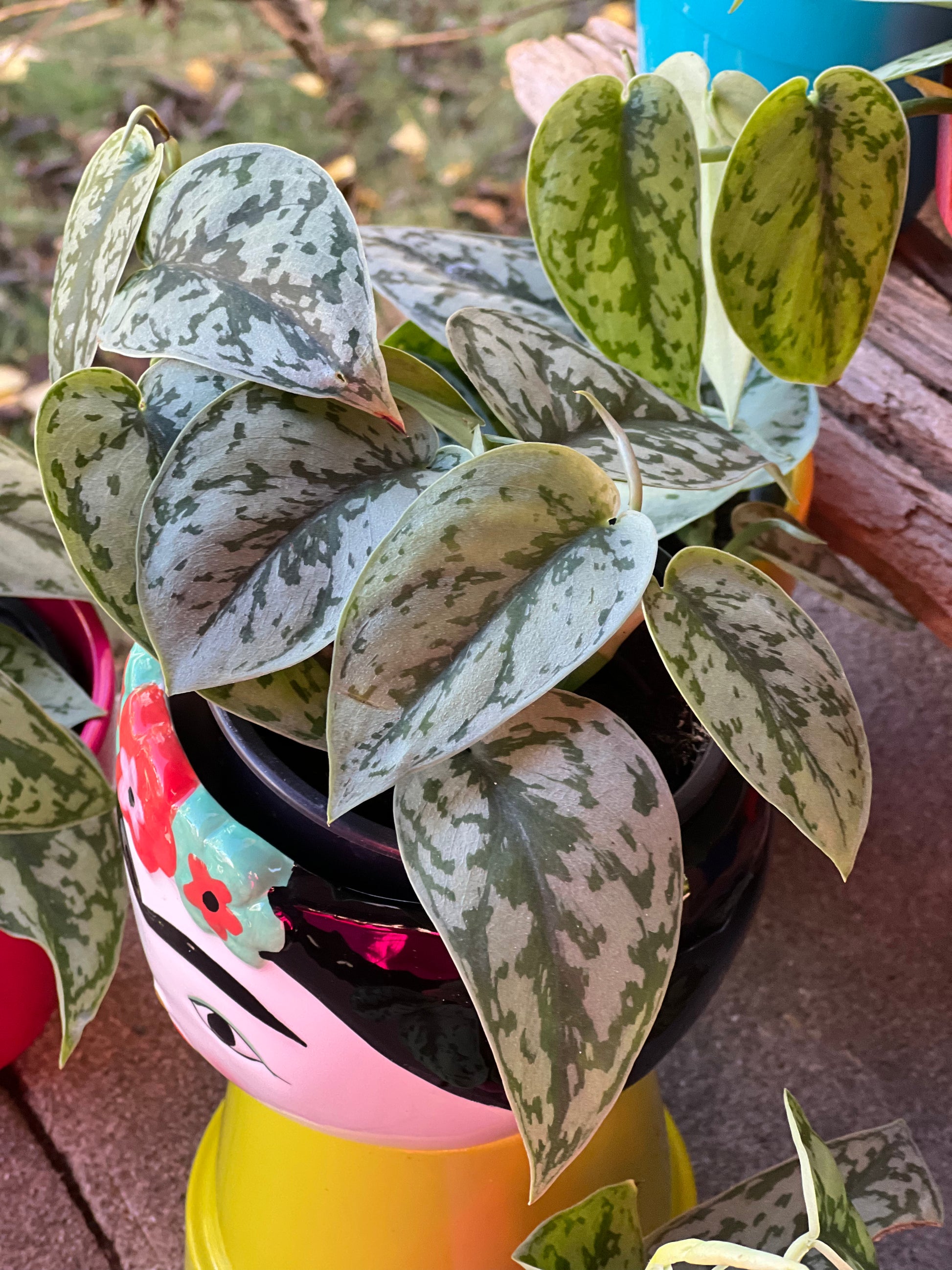 silver lady philodendron Scindapsus Silver Lady Care