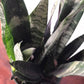 Black Coral Sansevieria Water and Sun