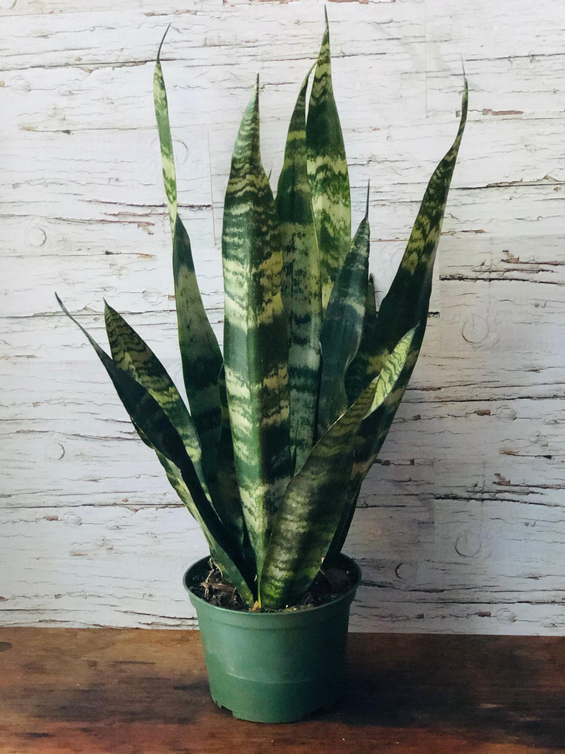 black sansevieria Black Coral Sansevieria Care