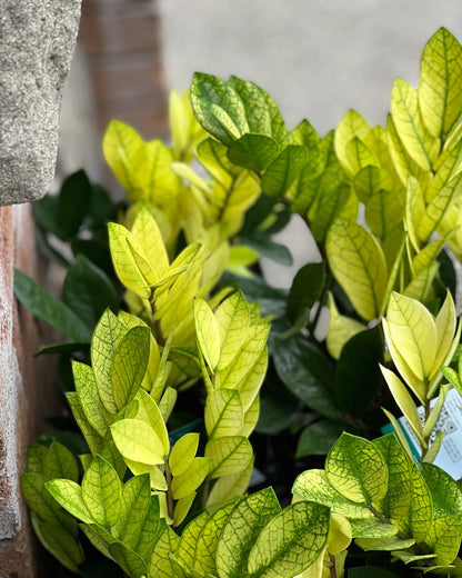 chamelion zz plant ZZ Chameleon Plant Care