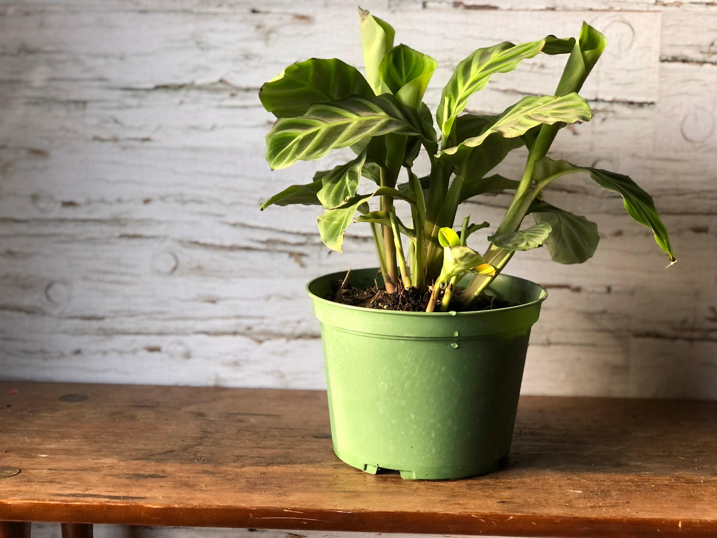 Buy Calathea Zebrina