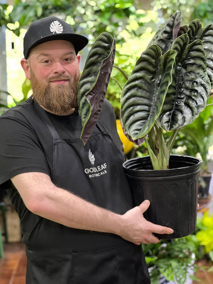 Alocasia Cuprea