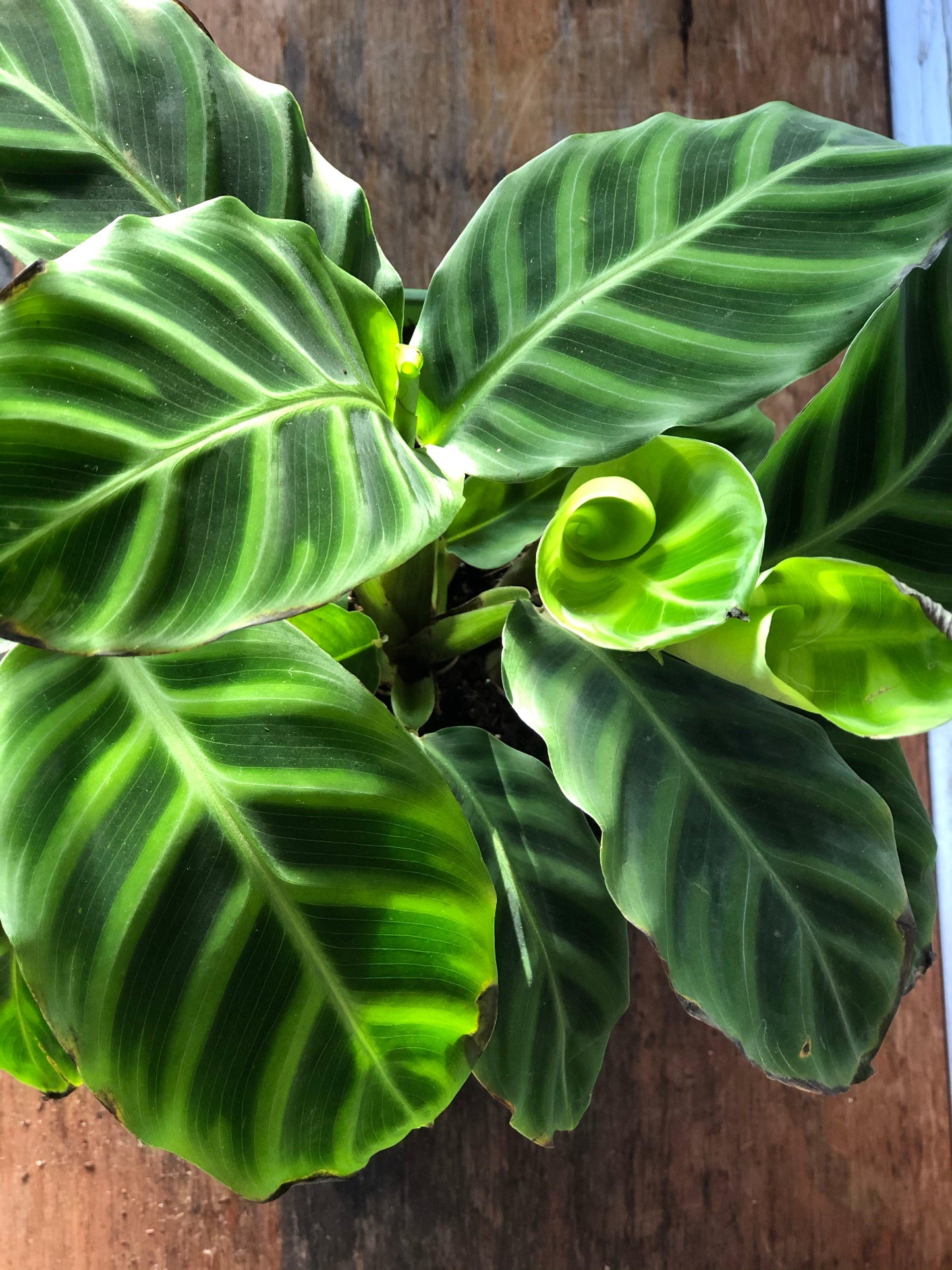 Calathea Zebrina Water and Sun