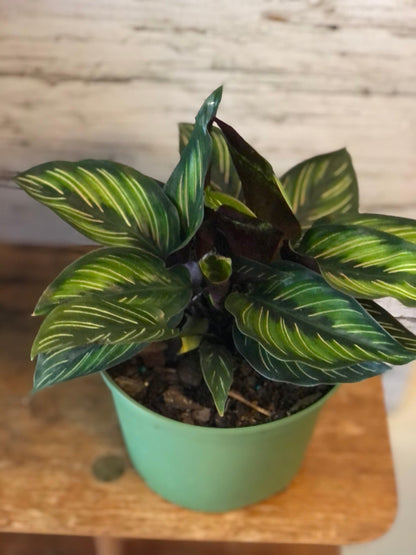 Calathea Beauty Star Ontario Canada