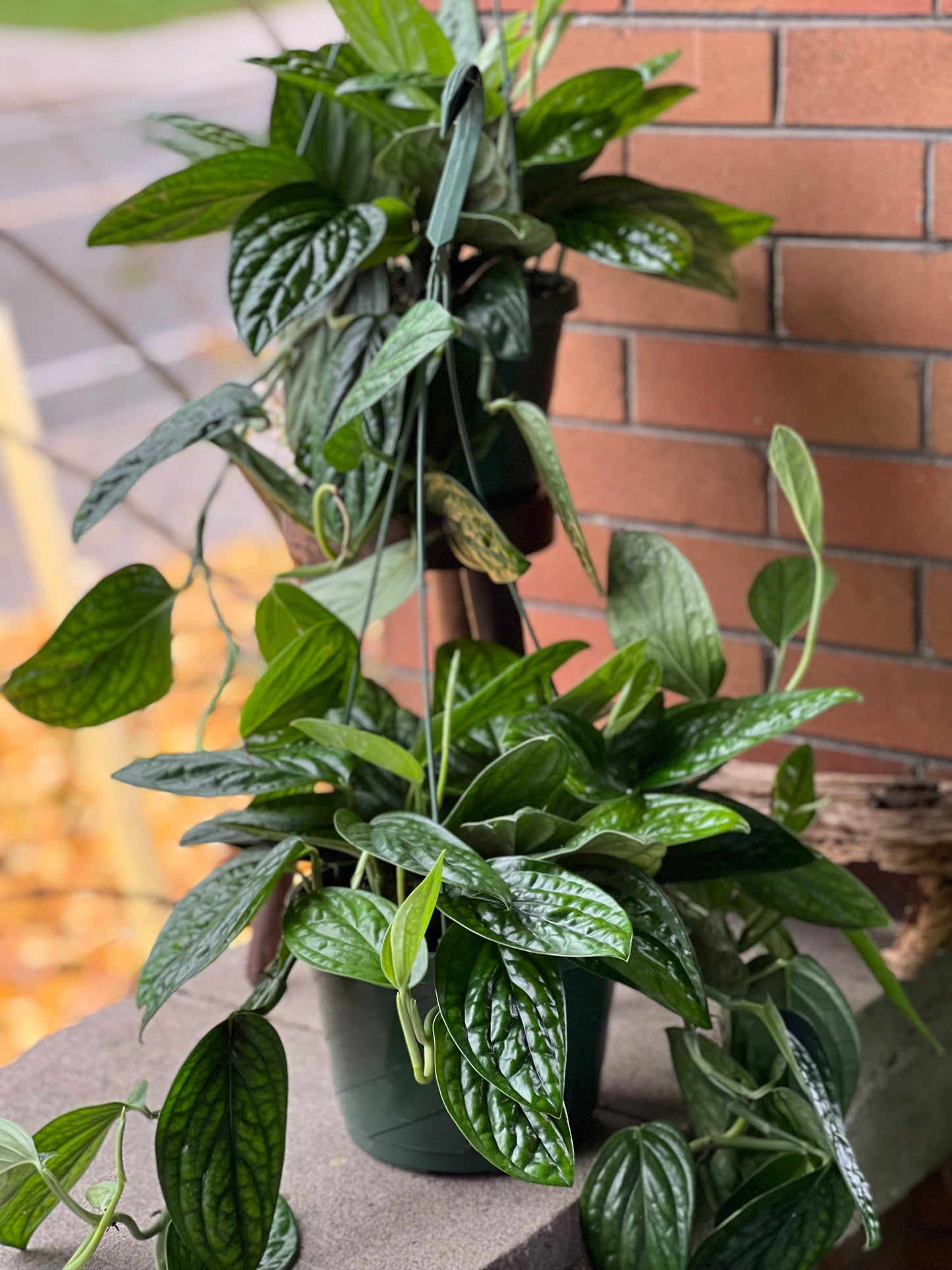 Monstera Peru (Karstenianum)