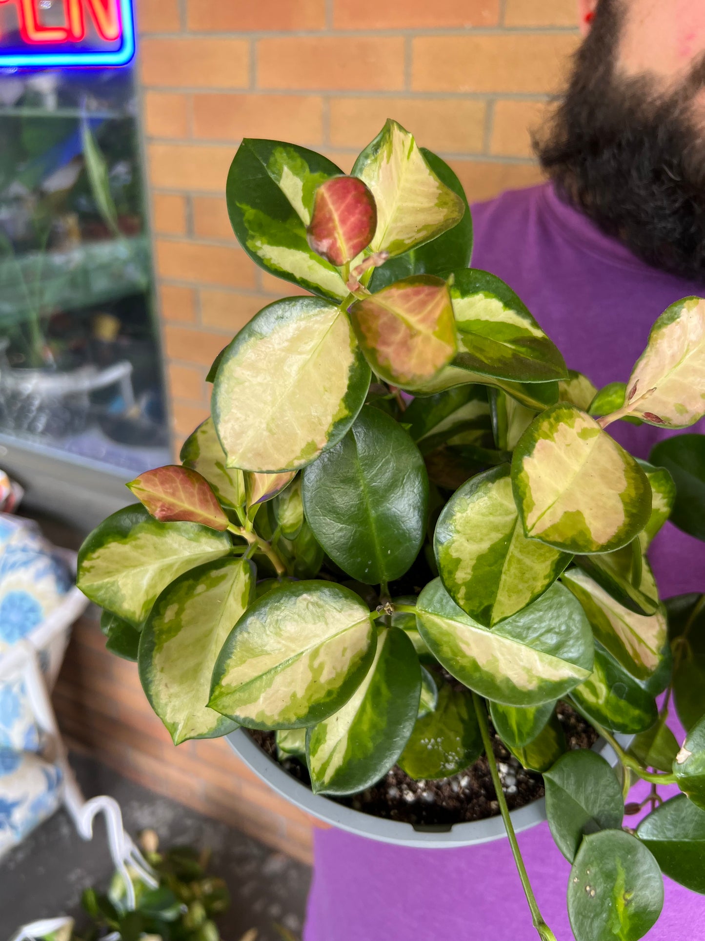 Hoya Australis Lisa