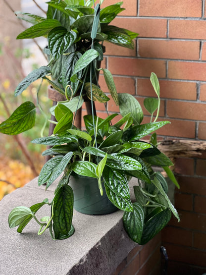 Monstera Peru (Karstenianum)