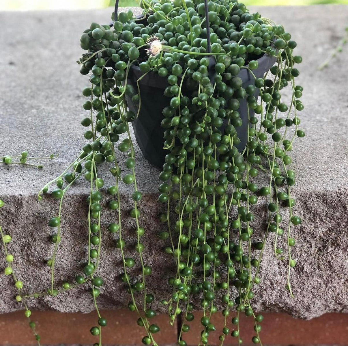 String of Pearls Care Sun, Water, Soil & Humidity Needs Gold Leaf