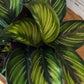 Calathea Beauty Star Water and Sun