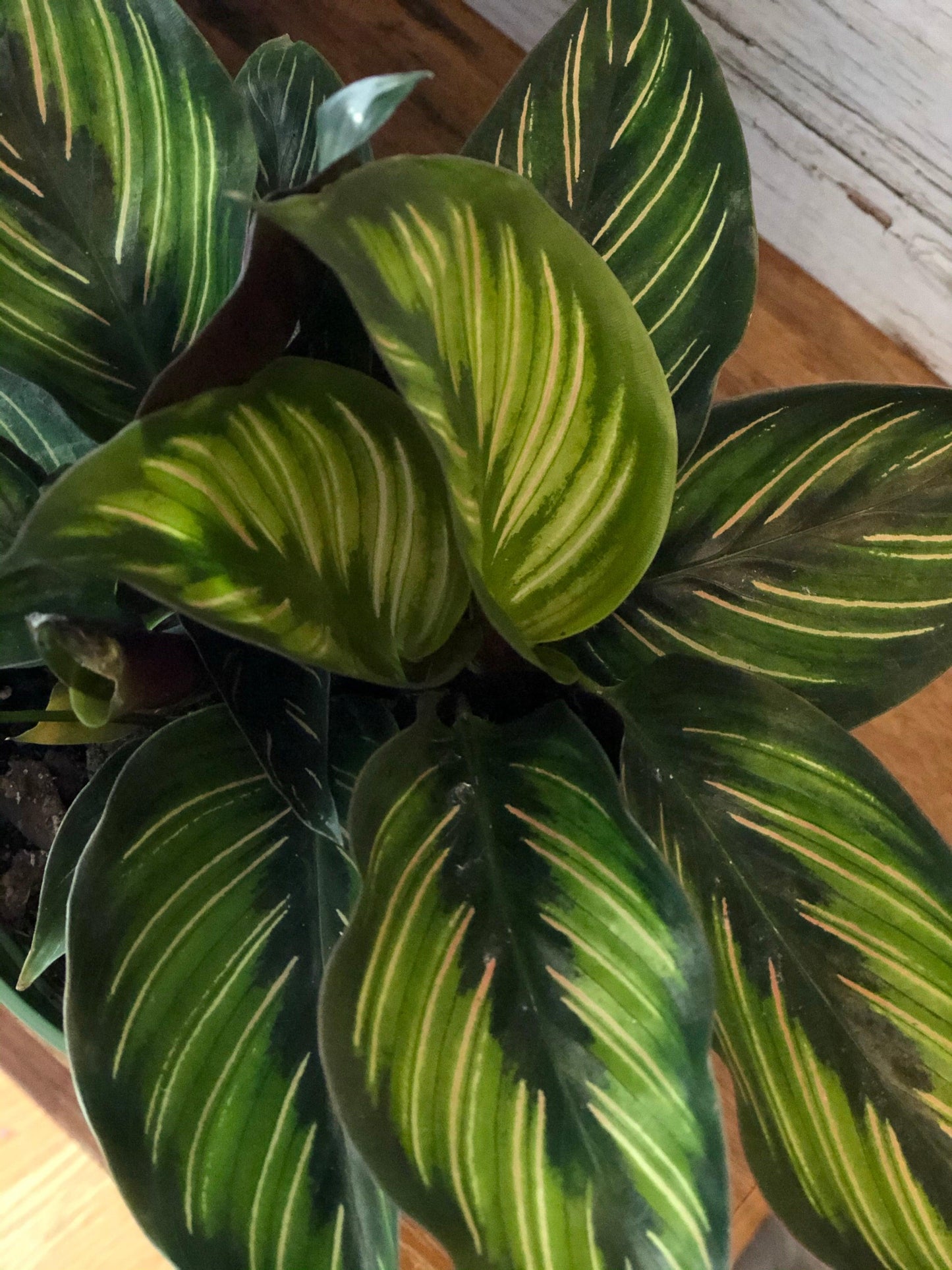 Calathea Beauty Star Water and Sun