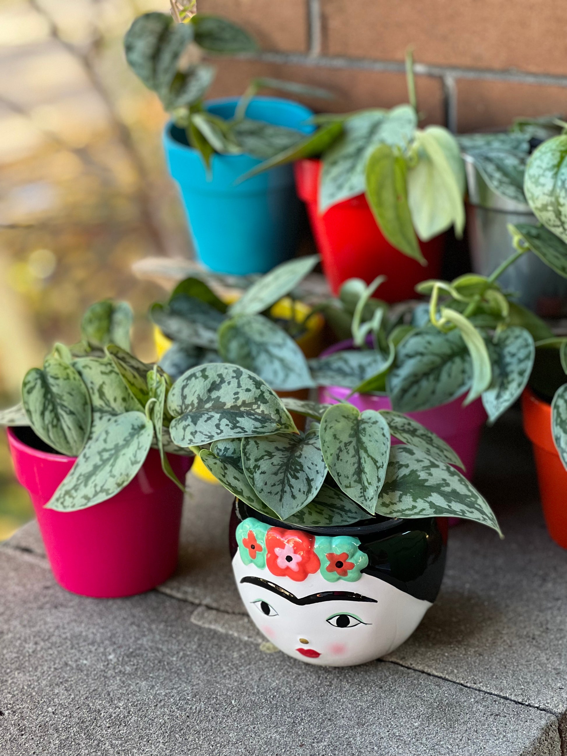 silver lady pothos care Scindapsus Silver Lady Care