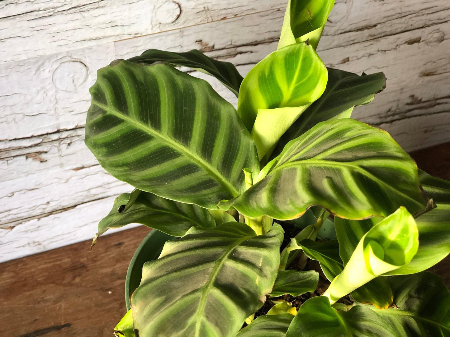 Calathea Zebrina For Sale Ontario Canada