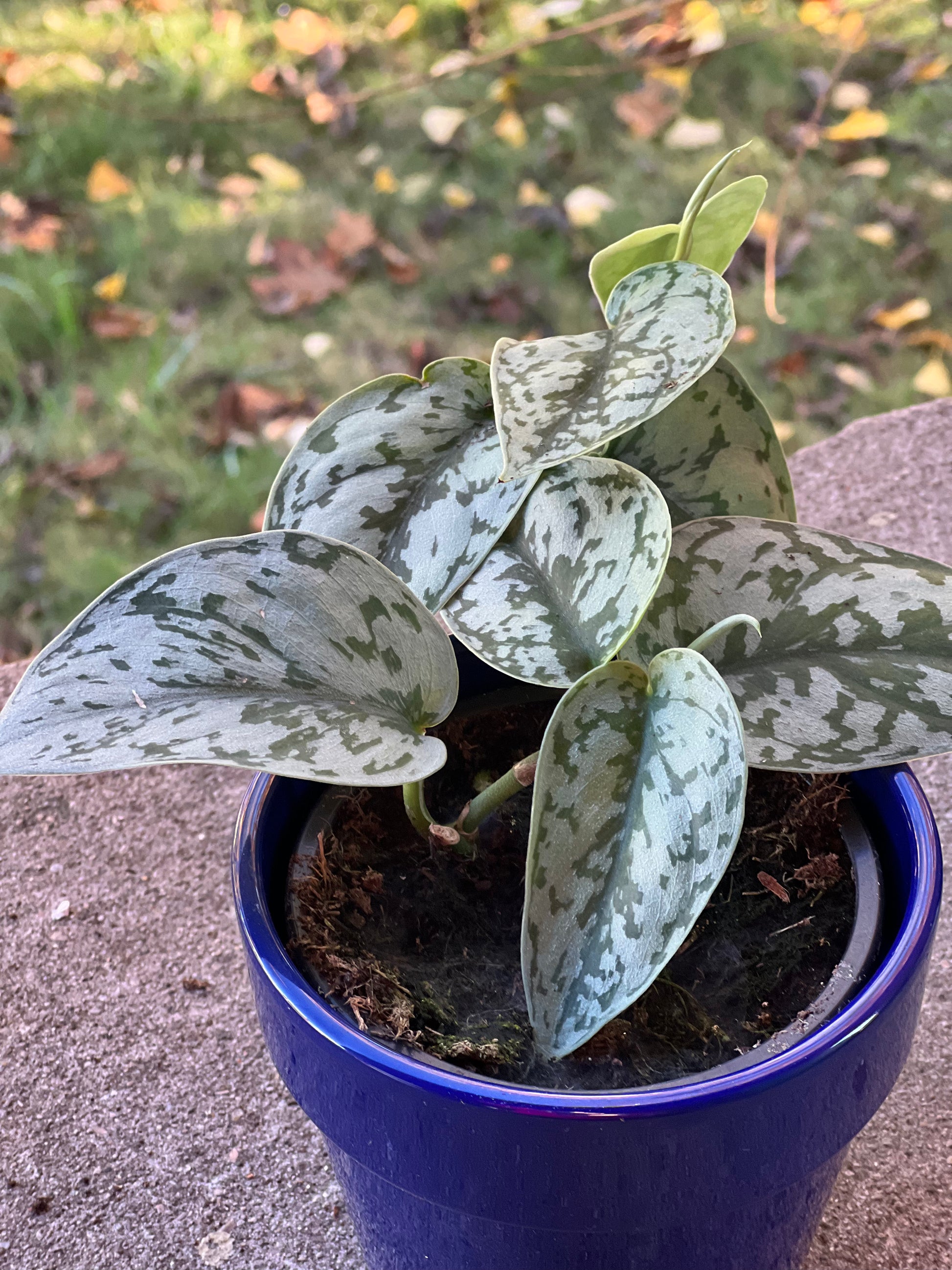 silver lady plant pothos Scindapsus Silver Lady Care