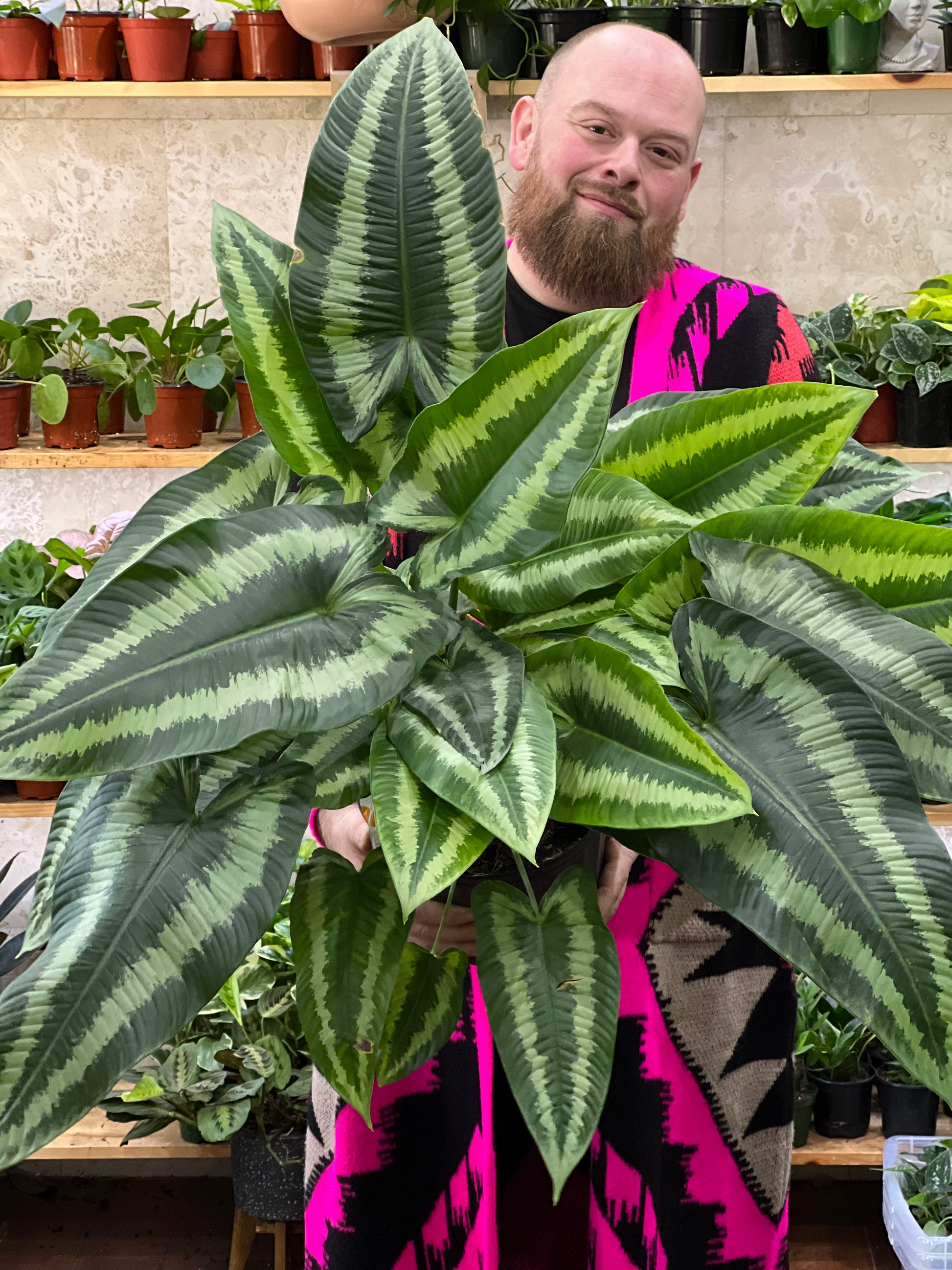 philodendron wallichii Schismatoglottis Wallichii Care