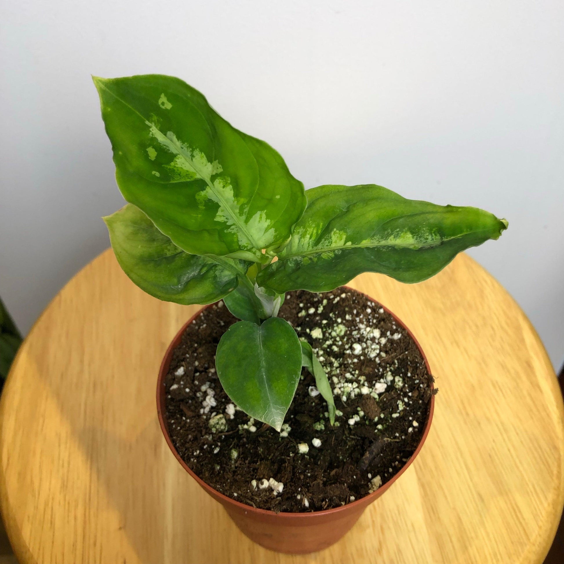 aglaonema pictum tricolor plant for sale Aglaonema Pictum Tricolor Care