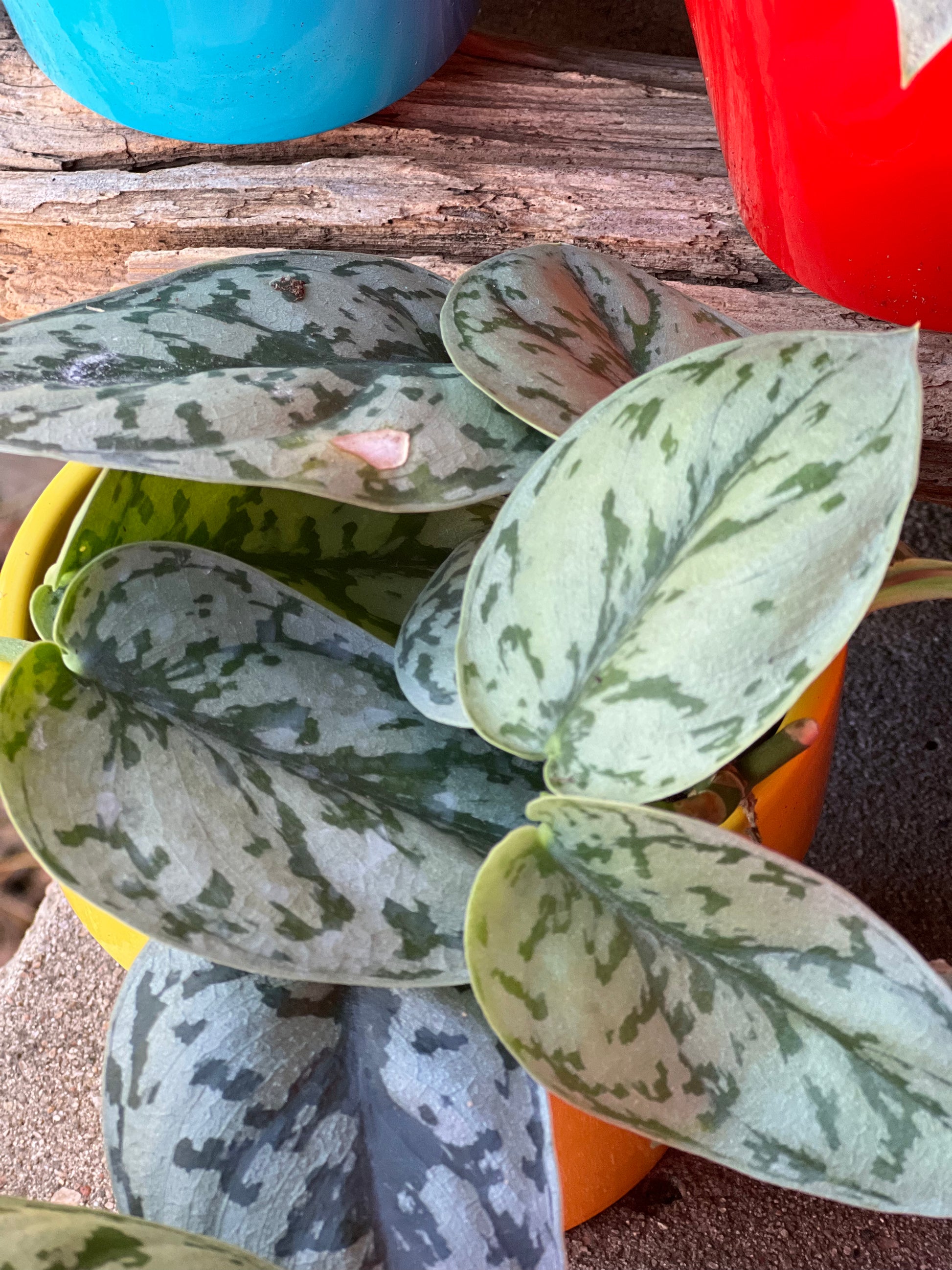 pothos silver lady Scindapsus Silver Lady Care