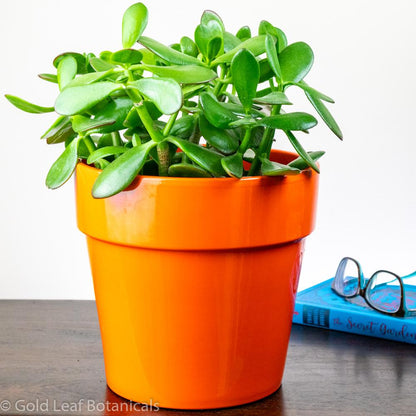 jade plant sunlight needs Jade Plant Care - Money Plant