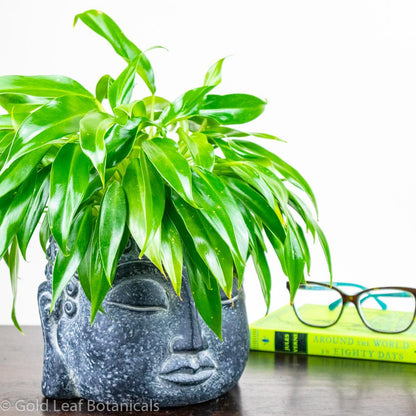 philodendron little phil mature Little Phil Philodendron Care