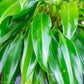 Little Phil Philodendron - Gold Leaf Botanicals